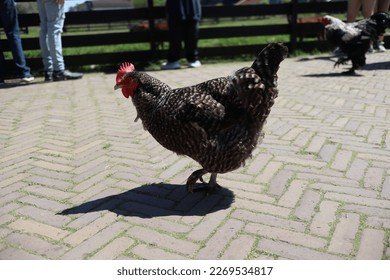 Ontdek de Smaken van Chicken Road, het Populaire Gokspel in Nederland, chicken road nederland