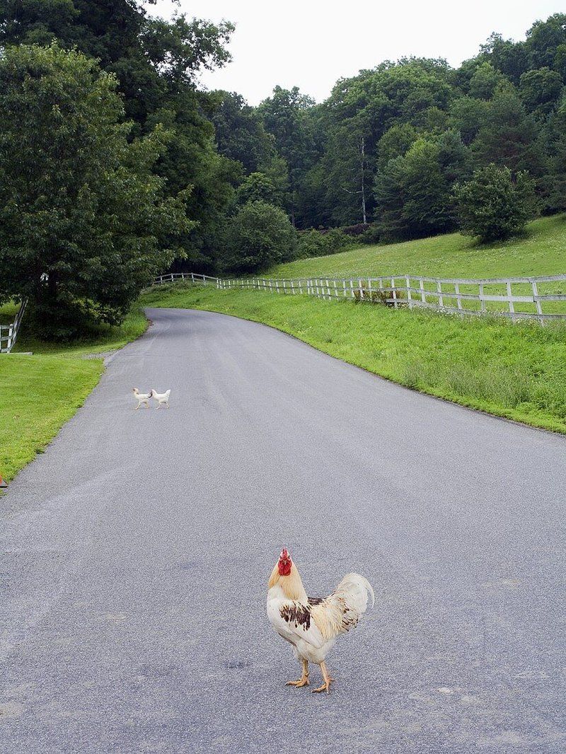 Image: Descubre el Misterio de la Carretera de los Pollos en España
