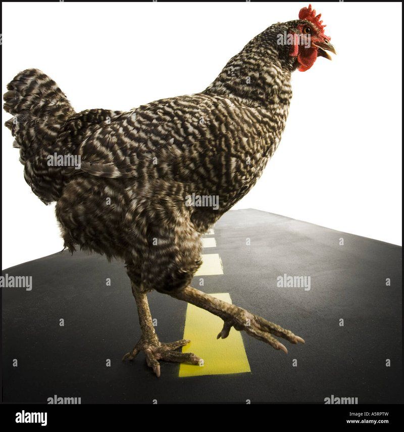 Speel Nu Online de Populaire Gokkast Chicken Road Spel in Nederland in Netherlands
