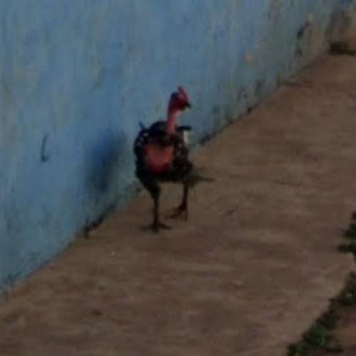 Spain - jugar chicken road