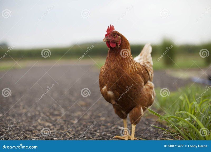 Descubre el secreto detrás del juego de casino Chicken Road en España, jugar chicken road